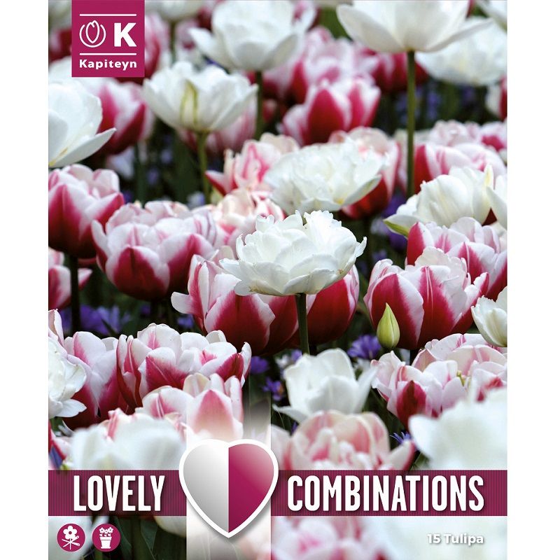 Lovely Combinations - Tulip Double Red & White