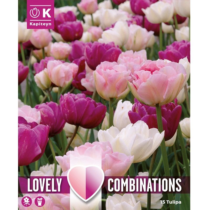 Lovely Combinations - Tulip Double Pink, Purple & White