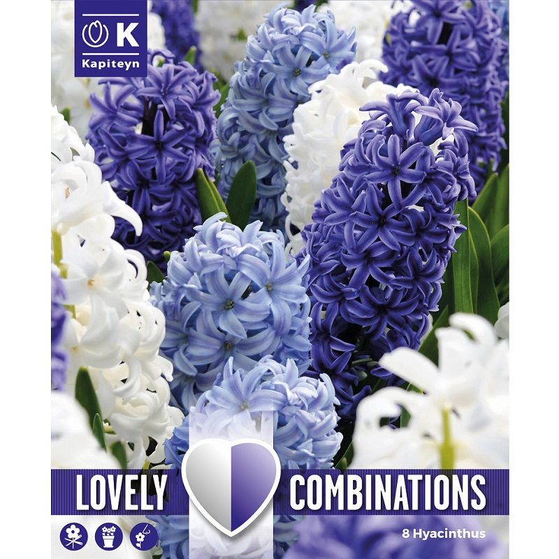 Lovely Combinations - Hyacinth Ocean Blend