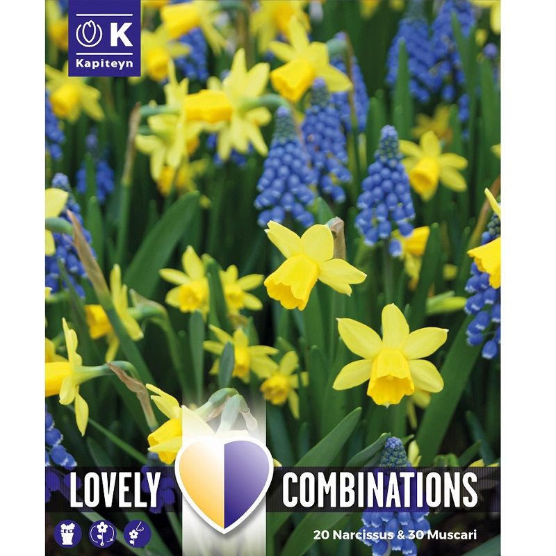 Lovely Combinations - Narcissus & Muscari