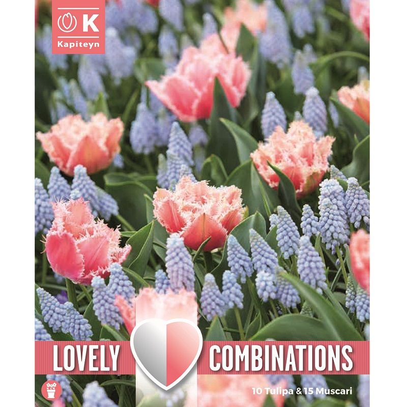 Lovely Combinations - Tulip Rose Red & Muscari Pale Blue