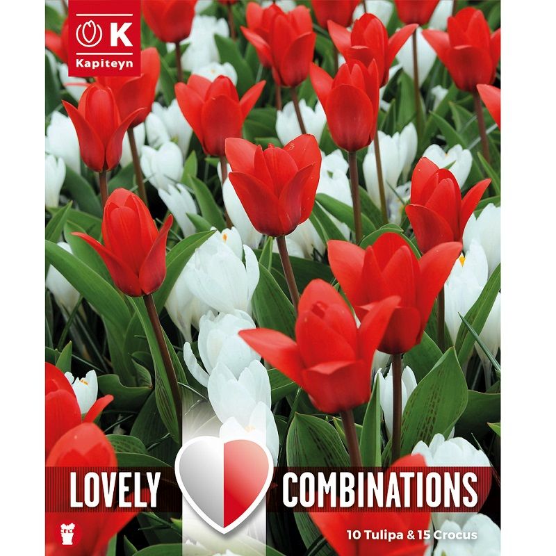 Lovely Combinations - Tulip Red & Crocus White