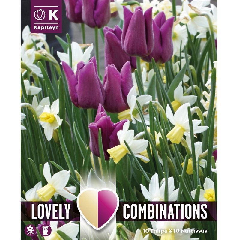 Lovely Combinations - Tulip Purple & Narcissus White