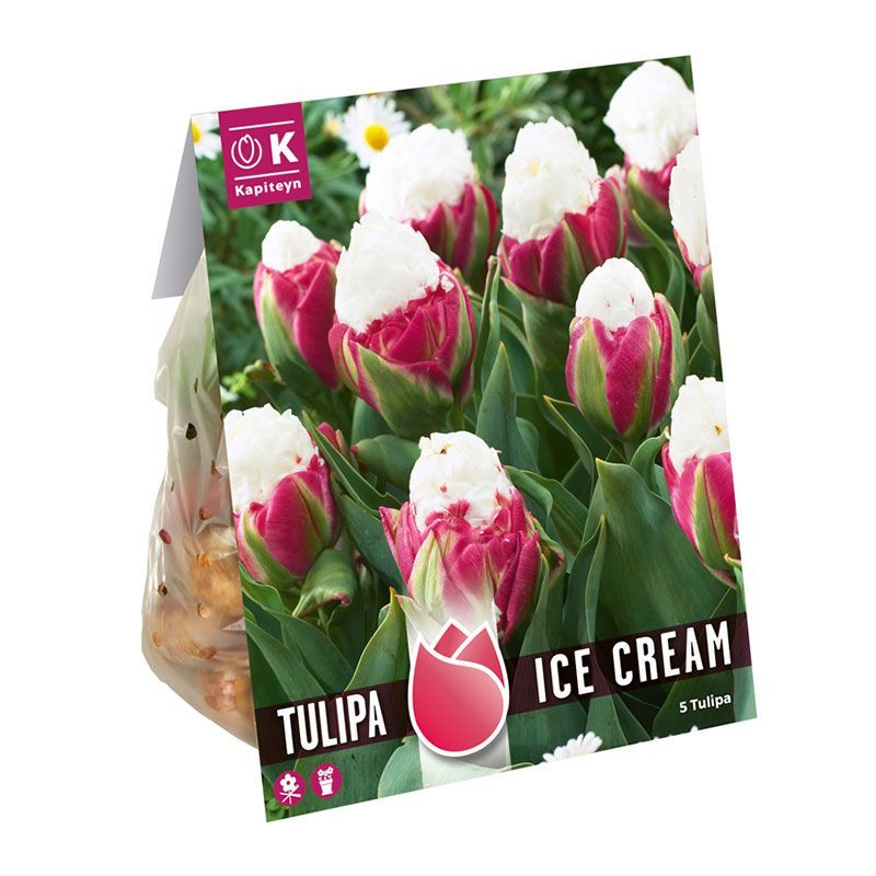 Bulbs With A Story - Tulip Double Ice Cream