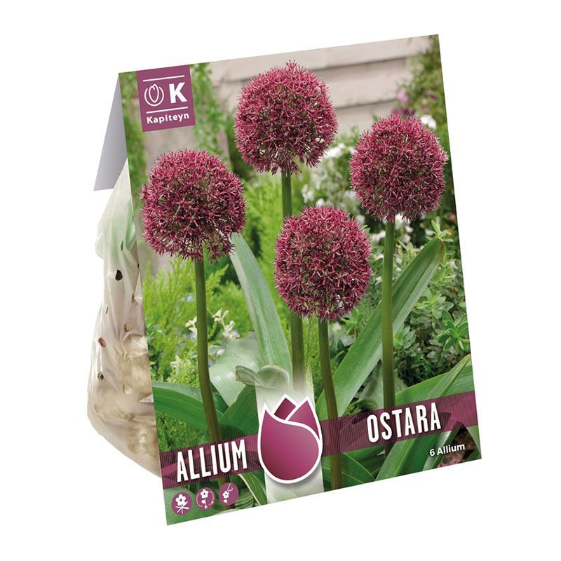 Bulbs With A Story - Allium Ostara Deep Red