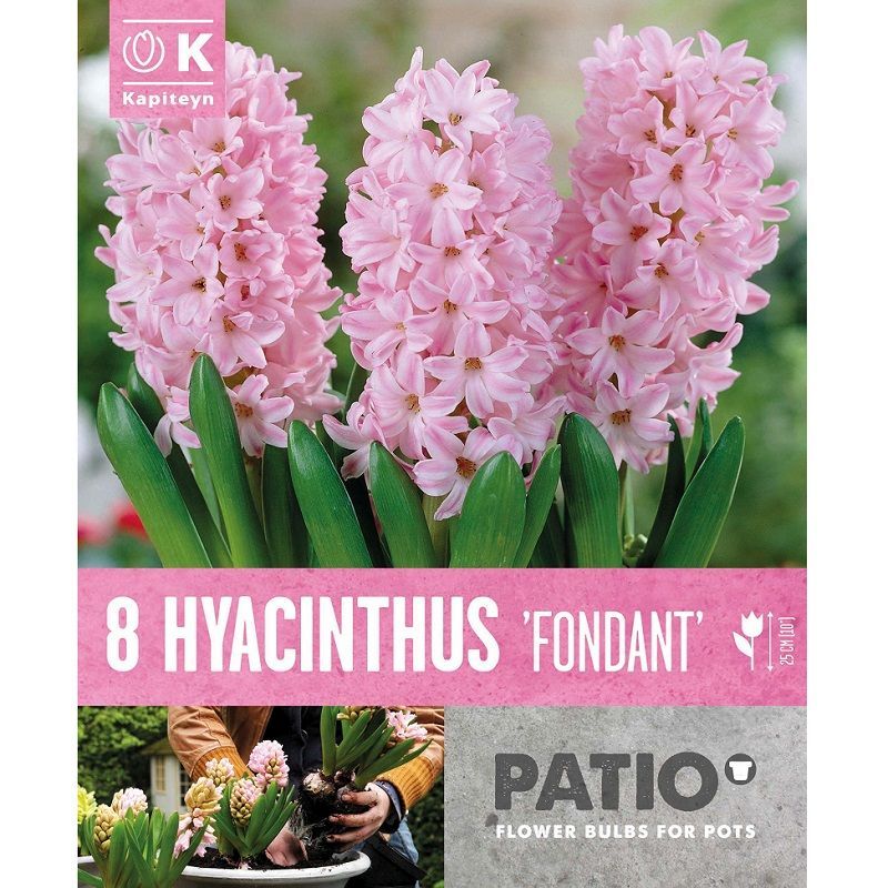 Urban Gardening - Hyacinthus Fondant (Patio Pack)