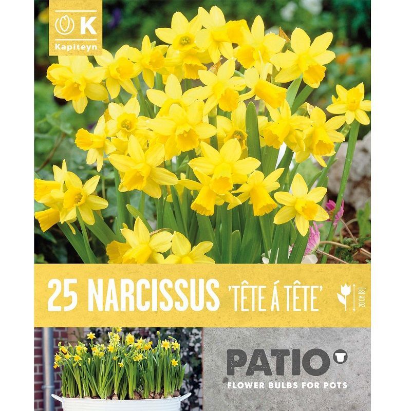 Urban Gardening - Narcissus Tete A Tete (Patio Pack)