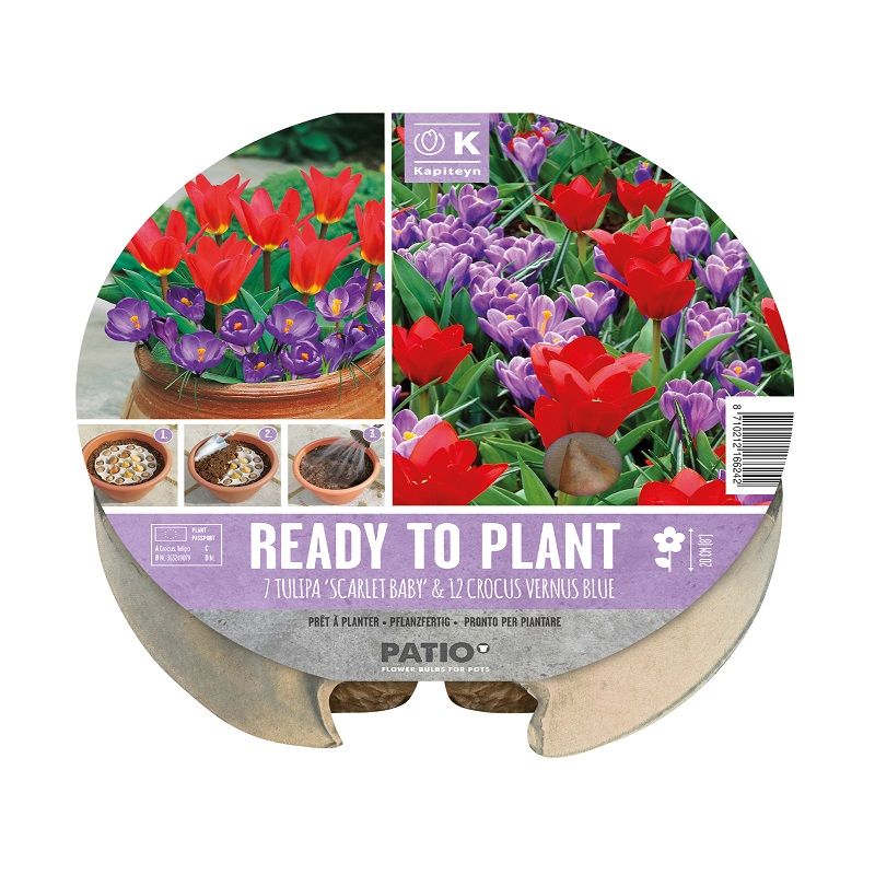 Urban Gardening - Plant-O-Mat Tray Tulip & Crocus (Dig, Drop, Done)