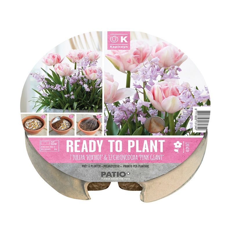 Urban Gardening - Plant-O-Mat Tray Tulip & Chionodoxa (Dig, Drop, Done)