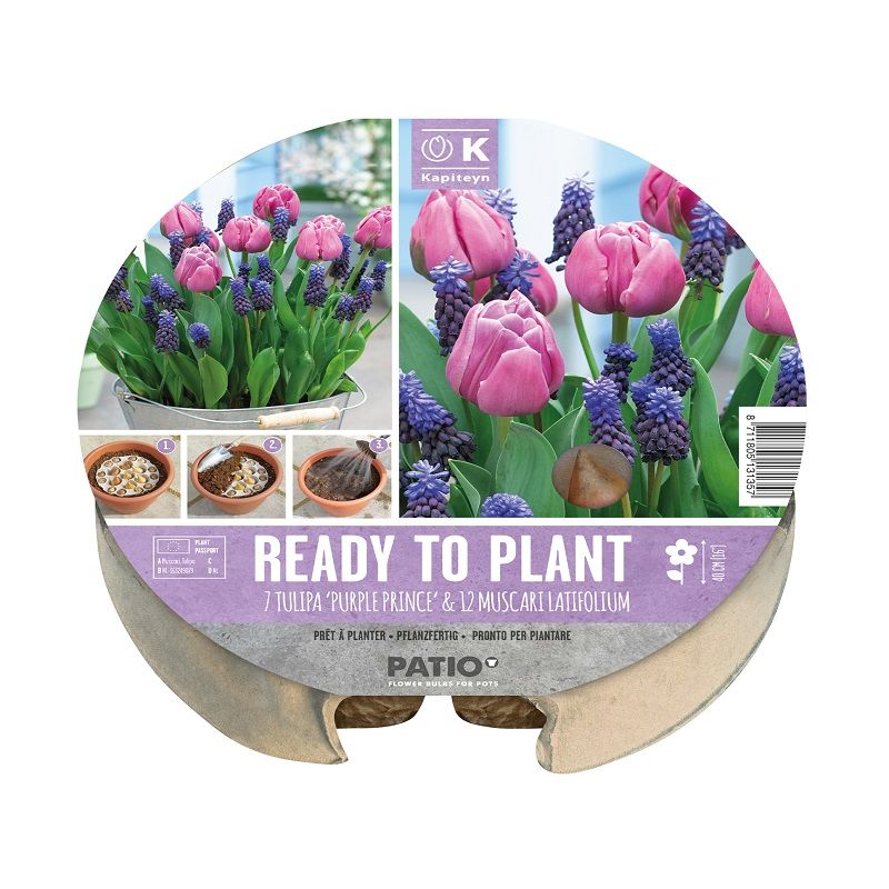 Urban Gardening - Plant-O-Mat Tray Tulip & Muscari (Dig, Drop, Done)