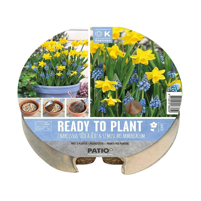 Urban Gardening - Plant-O-Mat Tray Narcissus & Muscari (Dig, Drop, Done)