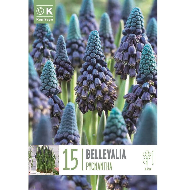 Popular Collection - Bellevalia Pycnantha