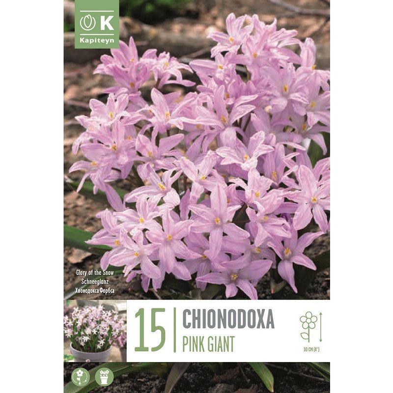 Popular Collection - Chionodoxa Pink Giant