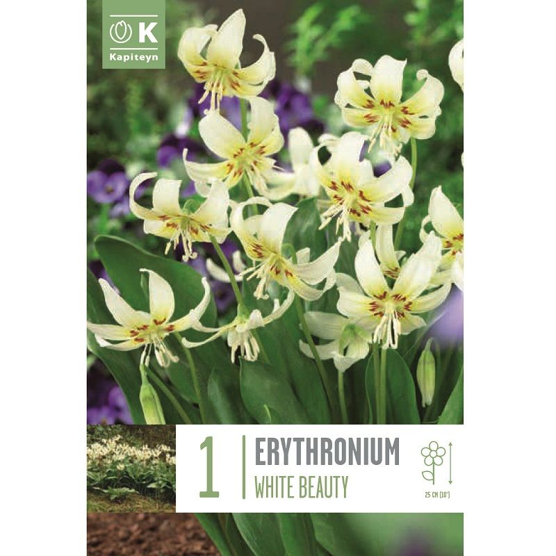 Popular Collection - Erythronium White Beauty