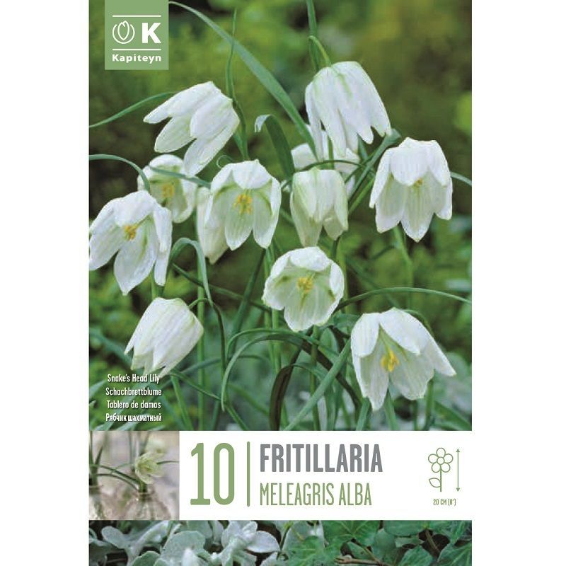 Popular Collection - Fritillaria Meleagris Alba