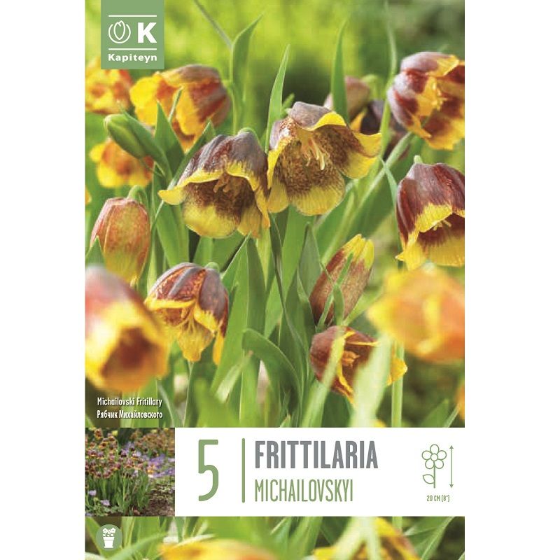 Popular Collection - Fritillaria Michailovskyi