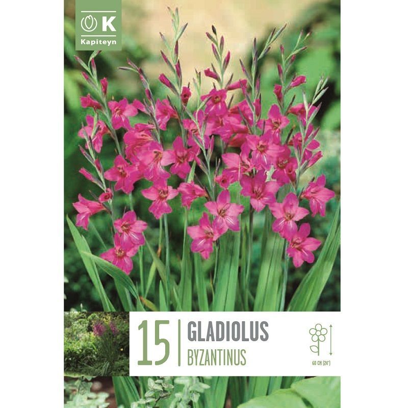 Popular Collection - Gladiolus Byzantinus