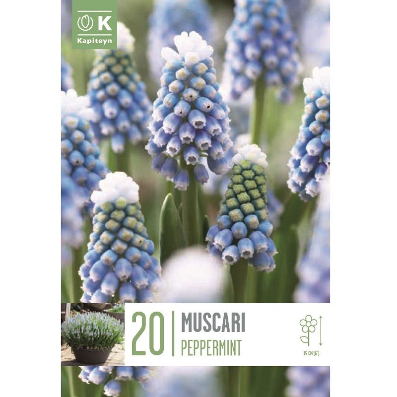 Popular Collection - Muscari Peppermint