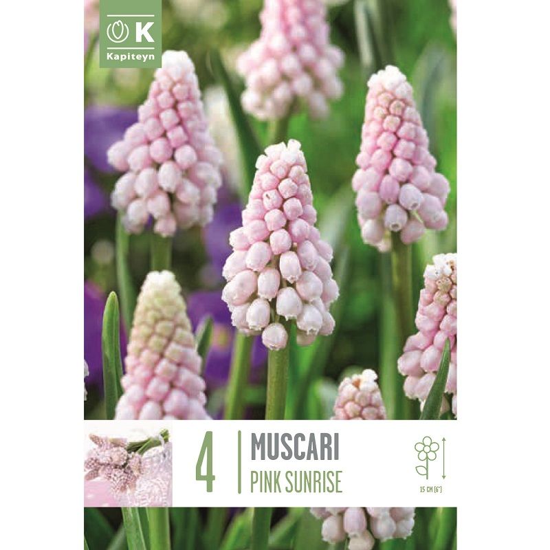 Popular Collection - Muscari Pink Sunrise