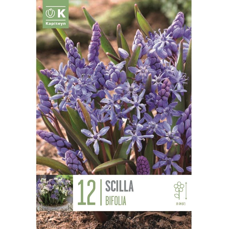 Popular Collection - Scilla Bifolia