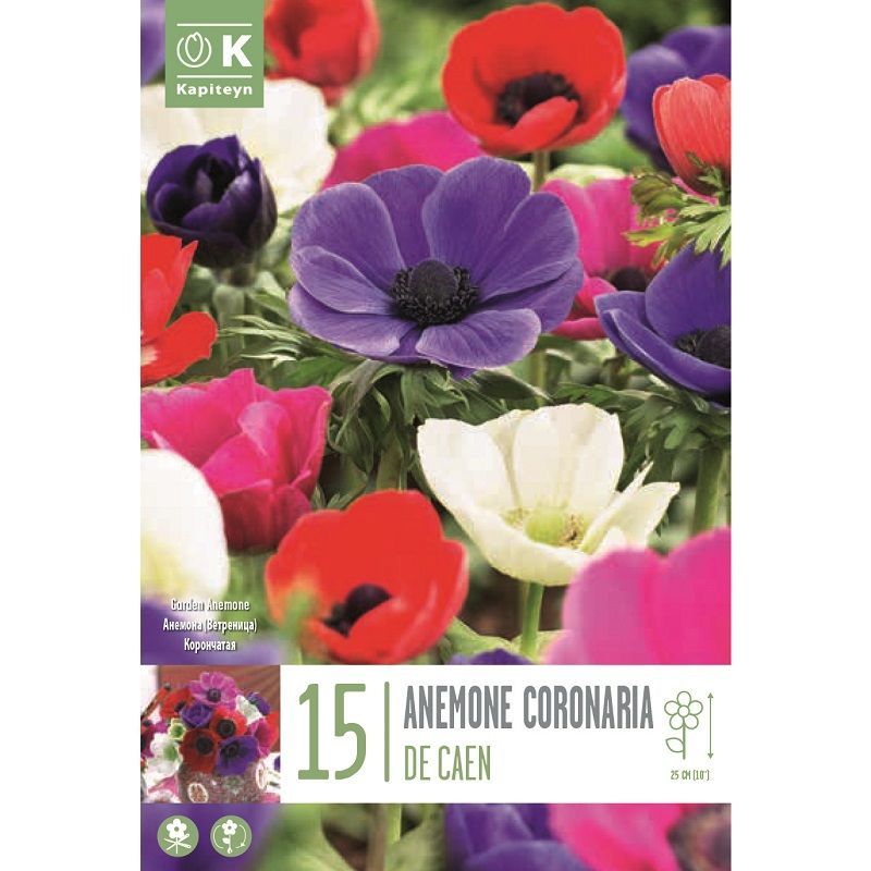 Anemone De Caen - Spring Flowering Bulbs - Arboretum Garden Centre