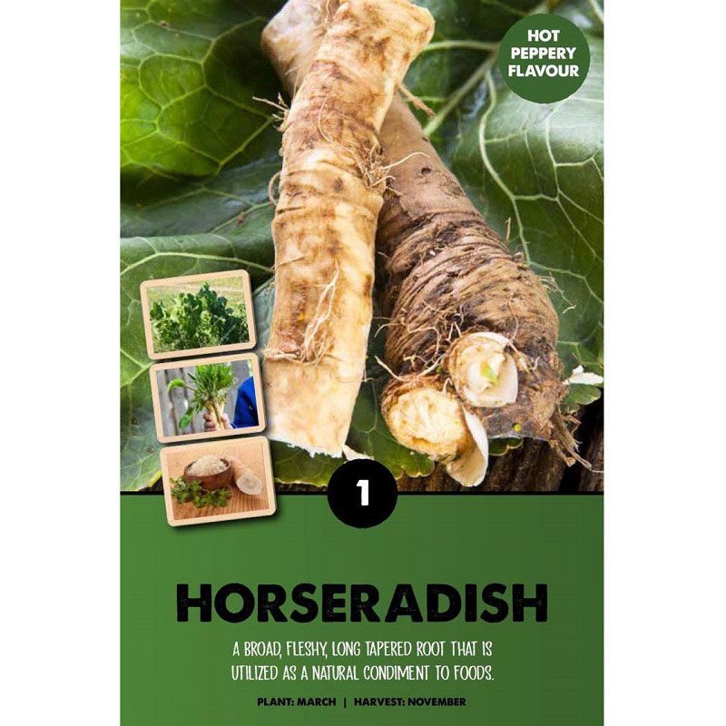 Horseradish Armoricia Rusticana