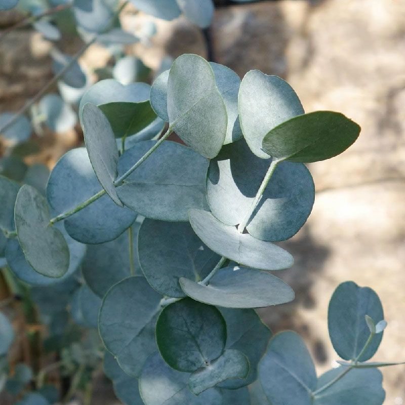 Eucalyptus gunnii - Cider Gum 2 Litre