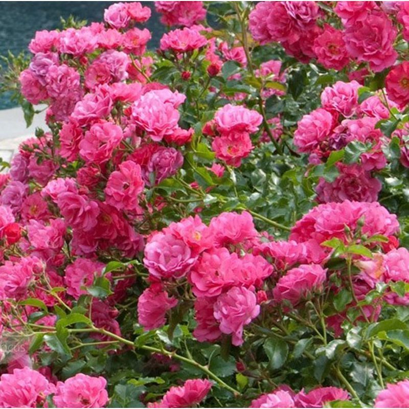 Flower Carpet 'Pink Rose' - Groundcover Roses - Arboretum Garden Centre