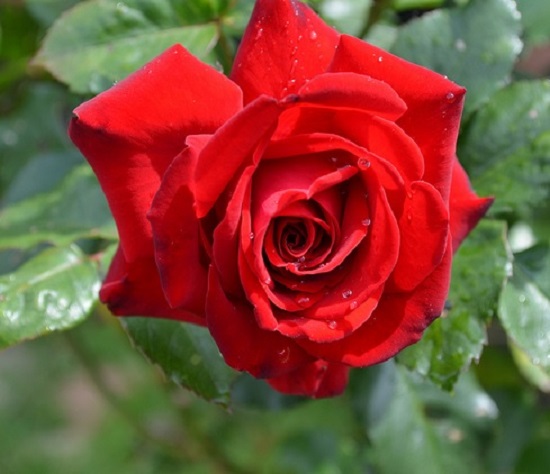 Glad Tidings Floribunda Rose - Roses - Arboretum Garden Centre