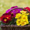 Colourful primroses in wicker basket
