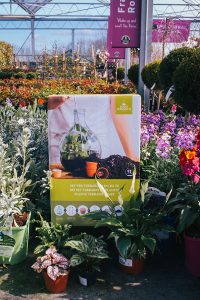 plant-terrarium-plant-kit