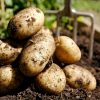 fresh potatoes on soil