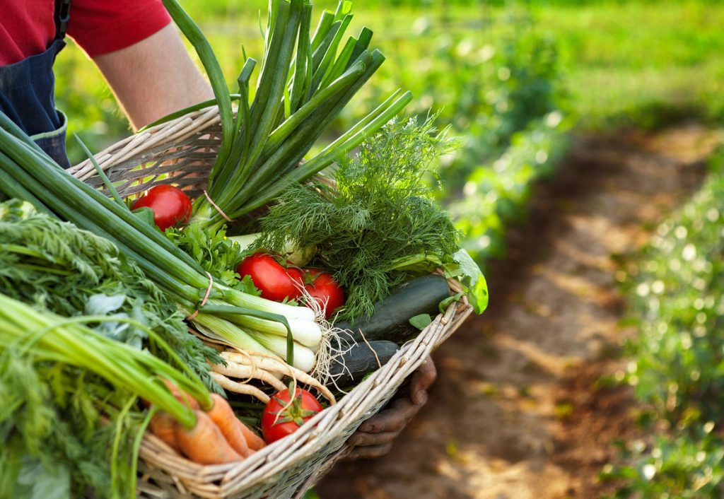 farmer holding vegetable basket