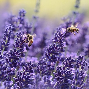 Best Plants to Attract Bees and Butterflies