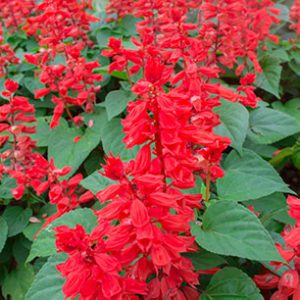 Salvia Hot Lips Red