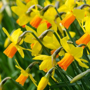 Narcissi Jetfire daffodil