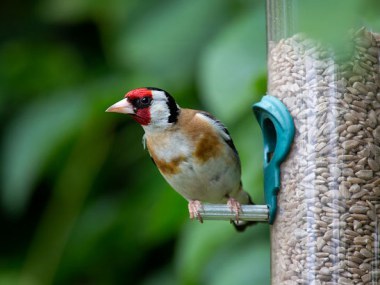  Bird sitting on feeder 