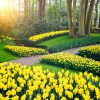 Daffodil garden in full bloom