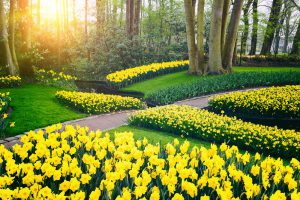 Naturalising Daffodil under Trees