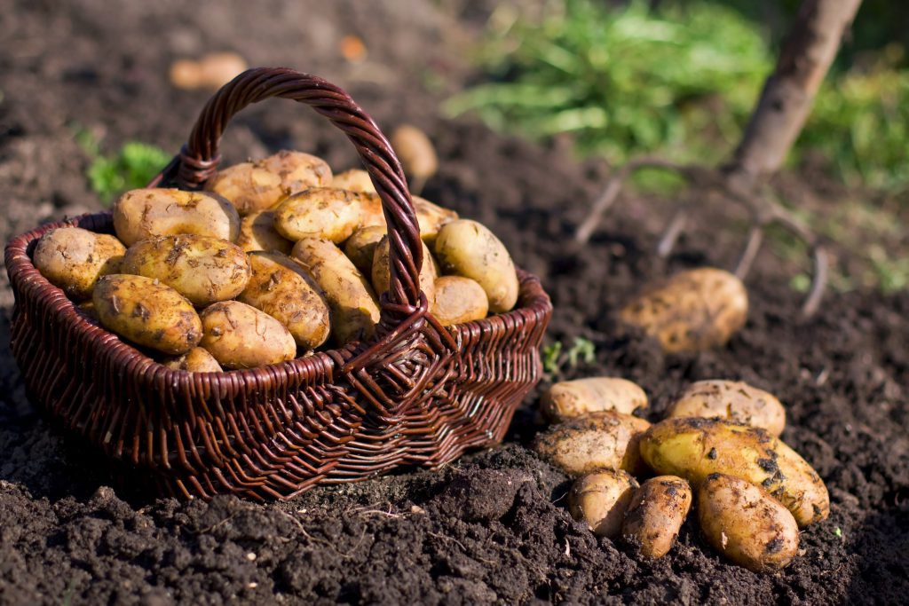 Potatoes in field