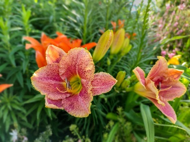  Summer Flowering Bulbs - Hemerocallis 